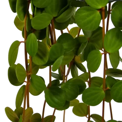 Peperomia Tetraphylla - In Hangpot - P15 H25 - Kamerplant -Warentuin peperomia tetraphylla in hangpot p15 h25 6