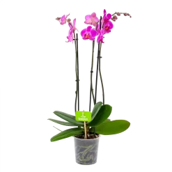 3 Taks Phalaenopsis Evolution - Vlinderorchidee - P12 H60 - Kamerplant