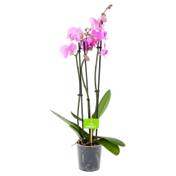 3 Taks Phalaenopsis Bloomington - Vlinderorchidee - P12 H60 - Kamerplant