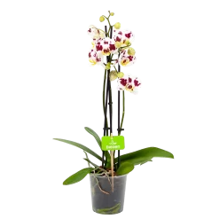 3 Taks Phalaenopsis Pop Art - Vlinderorchidee - P12 H60 - Kamerplant