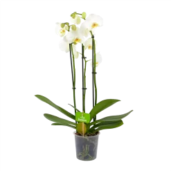 3 Taks Phalaenopsis Lighthouse - Vlinderorchidee - P12 H60 - Kamerplant
