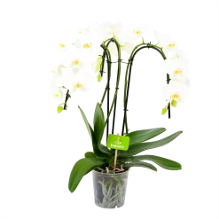 Phalaenopsis - Vlinderorchidee - 3 Taks - Waterfall - P12 H60 Wit - Kamerplant