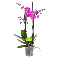 4 Taks Phalaenopsis Evolution - Vlinderorchidee - P12 H60 - Kamerplant
