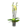 4 Taks Phalaenopsis Volterra - Vlinderorchidee - P12 H60 - Kamerplant