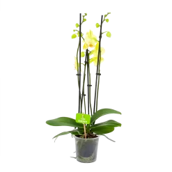 4 Taks Phalaenopsis Volterra - Vlinderorchidee - P12 H60 - Kamerplant