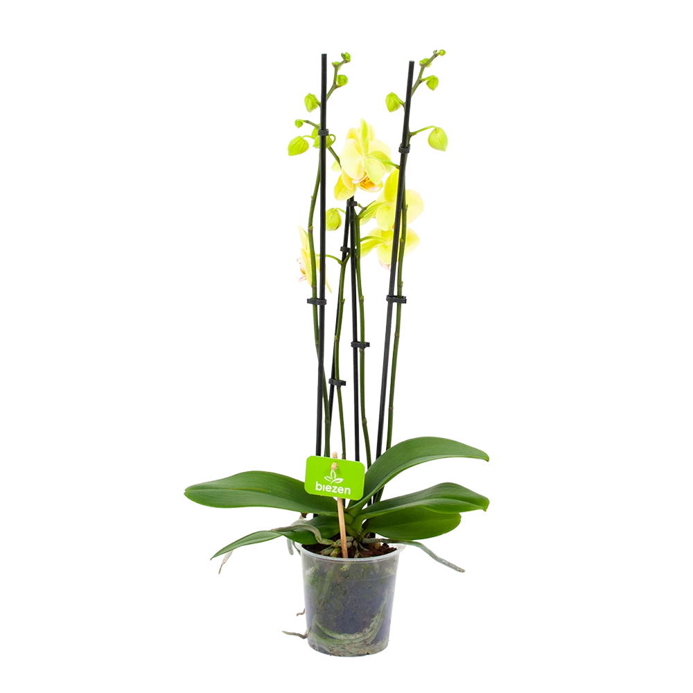 4 Taks Phalaenopsis Volterra - Vlinderorchidee - P12 H60 - Kamerplant 1 4 Taks Phalaenopsis Volterra - Vlinderorchidee - P12 H60 - Kamerplant