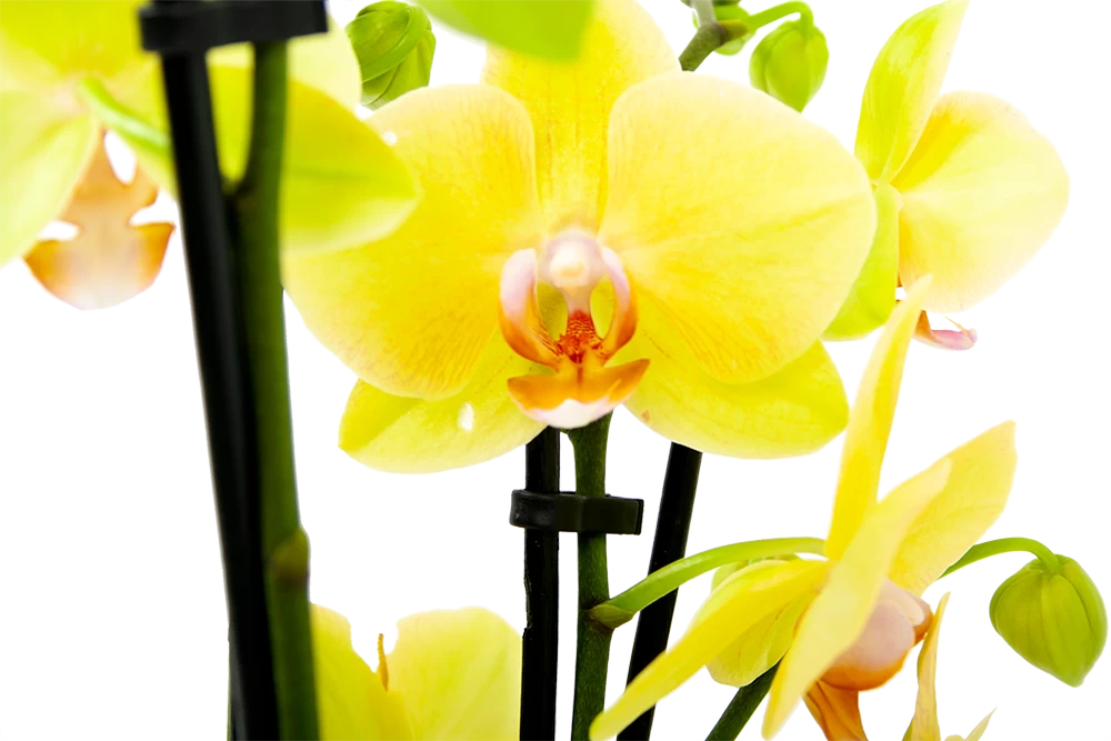 4 Taks Phalaenopsis Volterra - Vlinderorchidee - P12 H60 - Kamerplant 2 4 Taks Phalaenopsis Volterra - Vlinderorchidee - P12 H60 - Kamerplant - Afbeelding 2