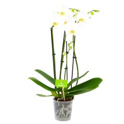 4 Taks Phalaenopsis Lighthouse - Vlinderorchidee - P12 H60 - Kamerplant