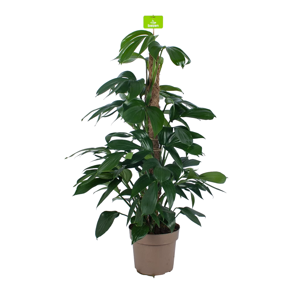 Philodendron Florida Beauty Op Mosstok - P24 H80 - Kamerplant 1 Philodendron Florida Beauty Op Mosstok - P24 H80 - Kamerplant