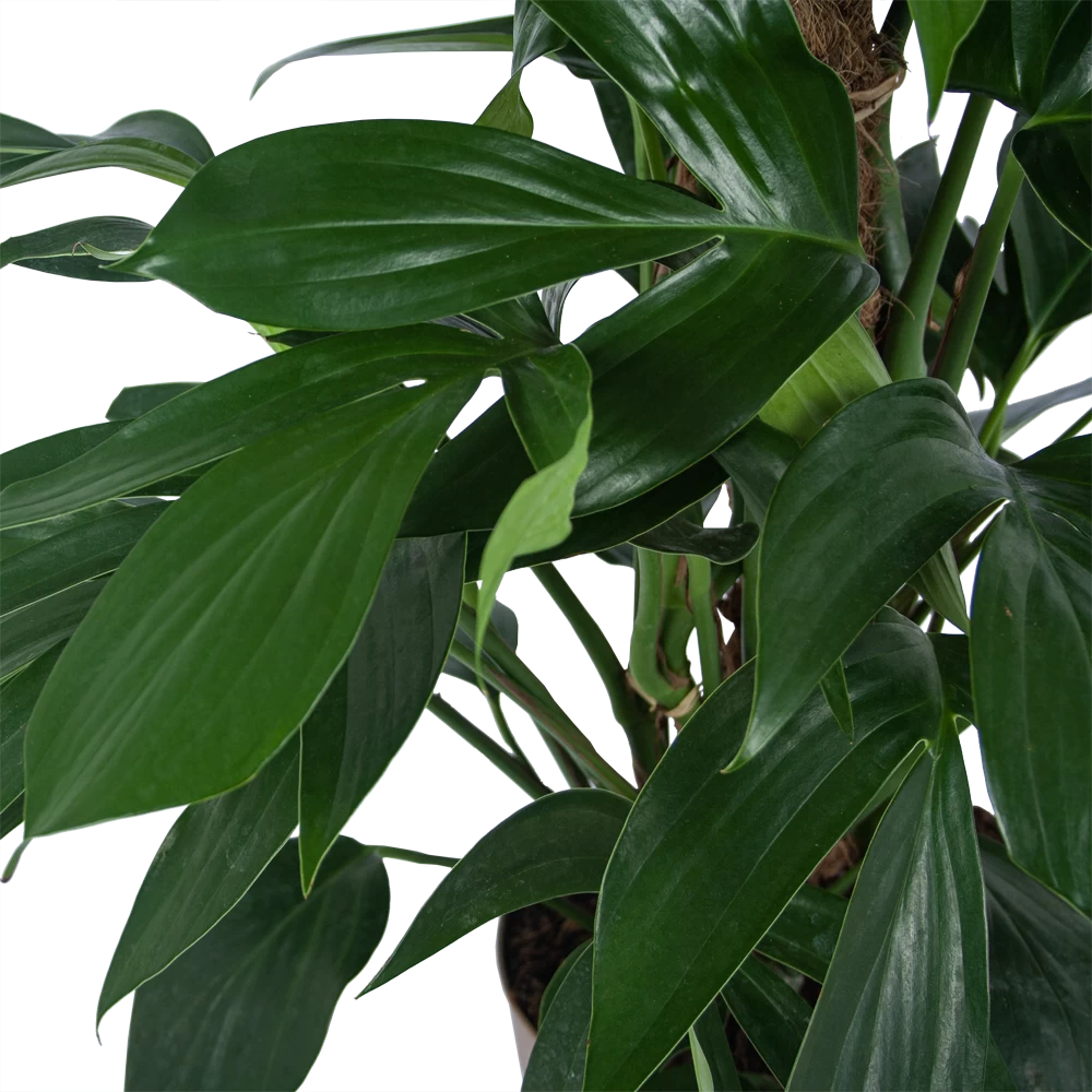 Philodendron Florida Beauty Op Mosstok - P24 H80 - Kamerplant 2 Philodendron Florida Beauty Op Mosstok - P24 H80 - Kamerplant - Afbeelding 2