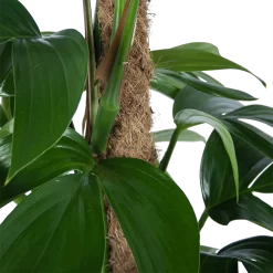 Philodendron Florida Beauty Op Mosstok - P24 H80 - Kamerplant 6 Philodendron Florida Beauty Op Mosstok - P24 H80 - Kamerplant -Warentuin philodendron florida beauty op mosstok p24 h80 6 1