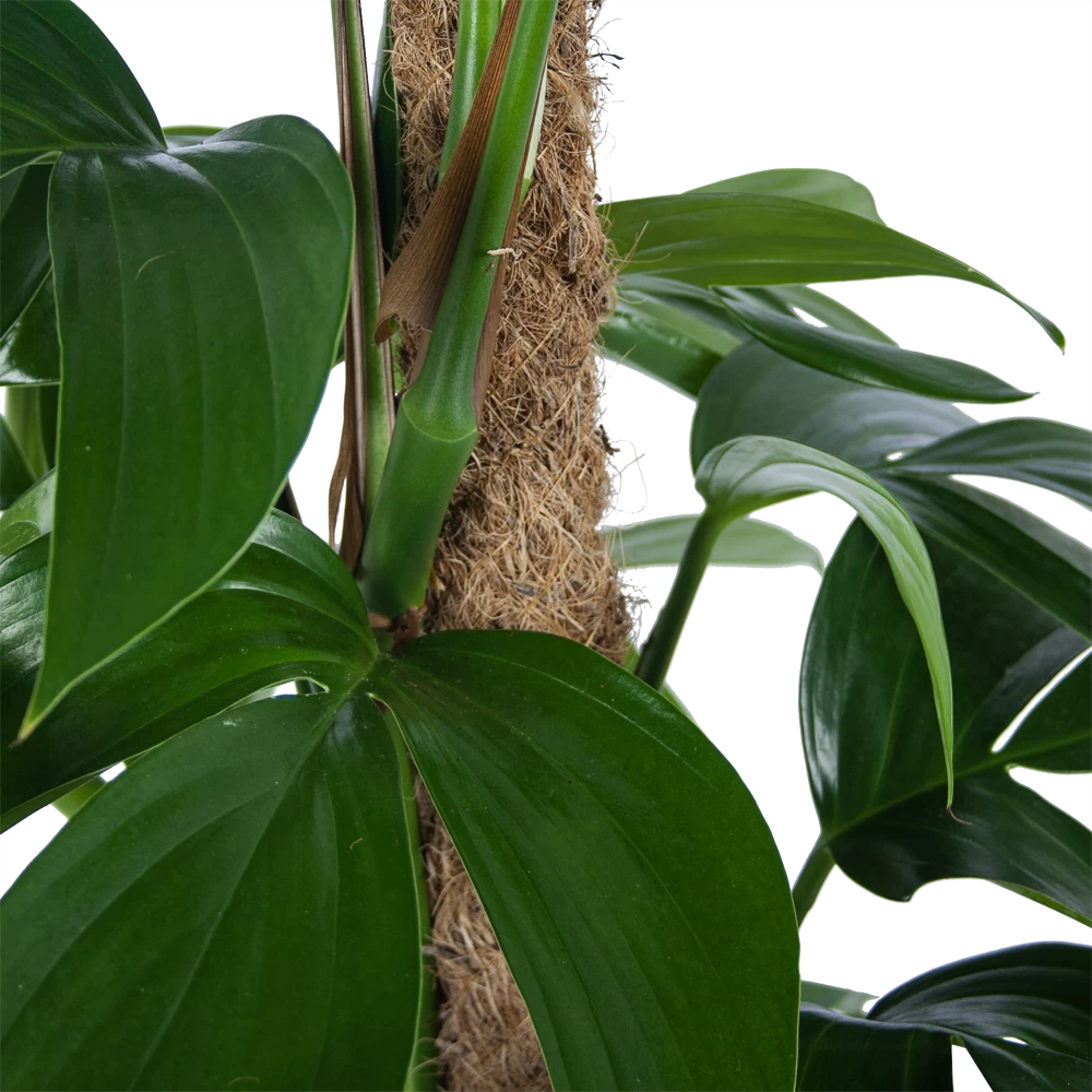 Philodendron Florida Beauty Op Mosstok - P24 H80 - Kamerplant 3 Philodendron Florida Beauty Op Mosstok - P24 H80 - Kamerplant - Afbeelding 3