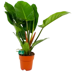 Philodendron Imperial Green - P19 H80 - Kamerplant
