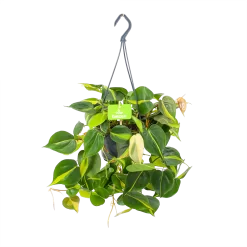 Philodendron Scandens Brasil - In Hangpot - P14 H35 - Kamerplant
