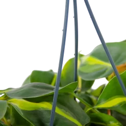 Warentuin -Warentuin philodendron scandens brasil in hangpot p14 h35 5 1