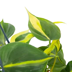 Philodendron Scandens Brasil - In Hangpot - P14 H35 - Kamerplant -Warentuin philodendron scandens brasil in hangpot p14 h35 6 1