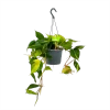 Philodendron Scandens Brasil - In Hangpot - P17 H35 - Kamerplant