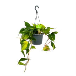 Philodendron Scandens Brasil - In Hangpot - P17 H35 - Kamerplant