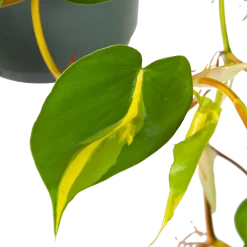 Philodendron Scandens Brasil - In Hangpot - P17 H35 - Kamerplant 6 Philodendron Scandens Brasil - In Hangpot - P17 H35 - Kamerplant -Warentuin philodendron scandens brasil in hangpot p17 h35 6