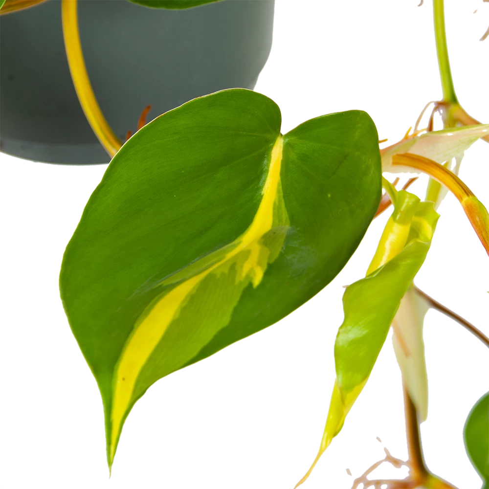 Philodendron Scandens Brasil - In Hangpot - P17 H35 - Kamerplant 3 Philodendron Scandens Brasil - In Hangpot - P17 H35 - Kamerplant - Afbeelding 3