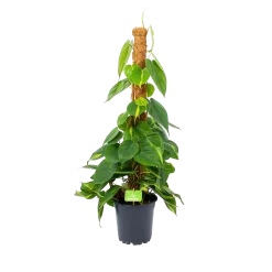 Philodendron Scandens Brasil Op Mosstok - P17 H75 - Kamerplant