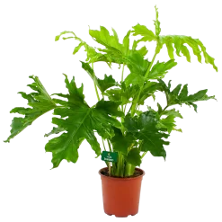 Philodendron Selloum Little Hope - P19 H75 - Kamerplant