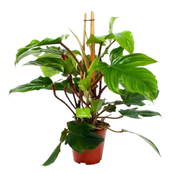 Philodendron Squamiferum Piramide - P19 H75 - Kamerplant