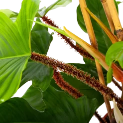 Philodendron Squamiferum Piramide - P19 H75 - Kamerplant -Warentuin philodendron squamiferum piramide p19 h75 6 1