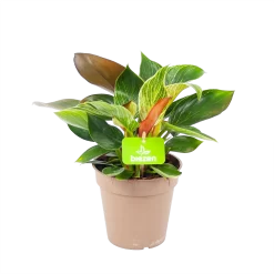 Philodendron White Wave - P13 H30 - Kamerplant