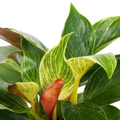 Warentuin -Warentuin philodendron white wave p13 h30 5