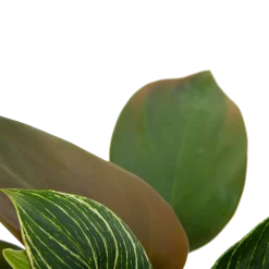 Philodendron White Wave - P13 H30 - Kamerplant -Warentuin philodendron white wave p13 h30 6