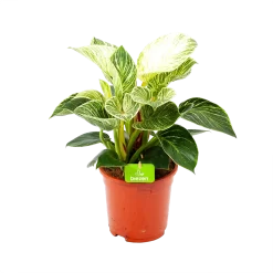 Philodendron White Wave - P17 H40 - Kamerplant