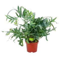 Phlebodium Areum Blue Star - Blauwvaren - P19 H60 - Kamerplant