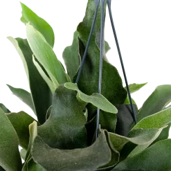 Warentuin -Warentuin platycerium bifurcatum hertshoornvaren hang p17 h35 5 1