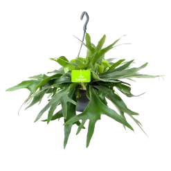 Platycerium Bifurcatum - Hertshoornvaren - In Hangpot - P21 H60 - Kamerplant