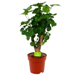 Polyscias Fabian - Aralia - P19 H65 - Kamerplant