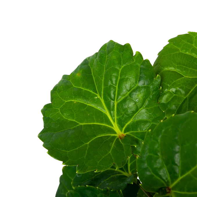 Polyscias Fabian - Aralia - P19 H65 - Kamerplant 2 Polyscias Fabian - Aralia - P19 H65 - Kamerplant - Afbeelding 2