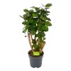 Polyscias Fabian - Aralia - P24 H100 - Kamerplant