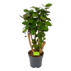 Polyscias Fabian - Aralia - P24 H100 - Kamerplant