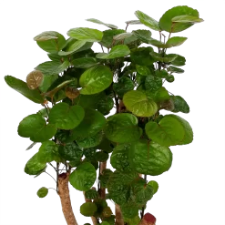 Warentuin -Warentuin polyscias fabian aralia p24 h100 5 1