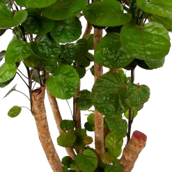 Polyscias Fabian - Aralia - P24 H100 - Kamerplant -Warentuin polyscias fabian aralia p24 h100 6 1