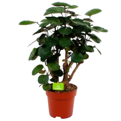 Polyscias Lemon - Aralia - P19 H65 - Kamerplant