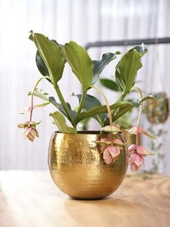 Bloempot Kody - D23 X H19cm - Goud -Warentuin pot kody gold d23 h19 bloempot 7 11