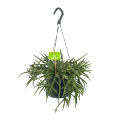 Rhipsalis Baccifera - In Hangpot - P17 H40 - Kamerplant