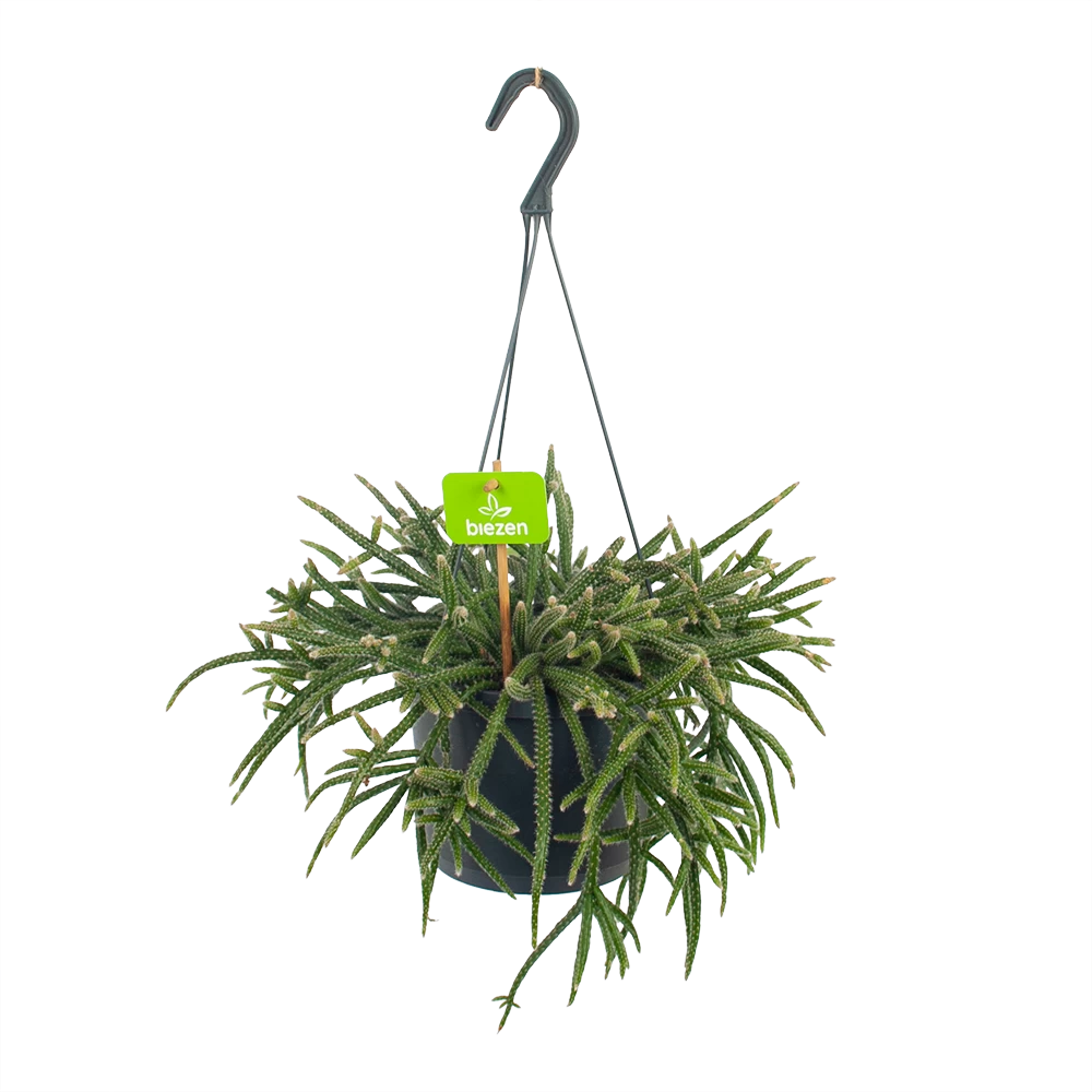 Rhipsalis Baccifera - In Hangpot - P17 H40 - Kamerplant 1 Rhipsalis Baccifera - In Hangpot - P17 H40 - Kamerplant