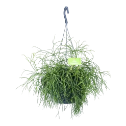 Rhipsalis Cassutha - Koraalcactus - In Hangpot - P17 H40 - Kamerplant