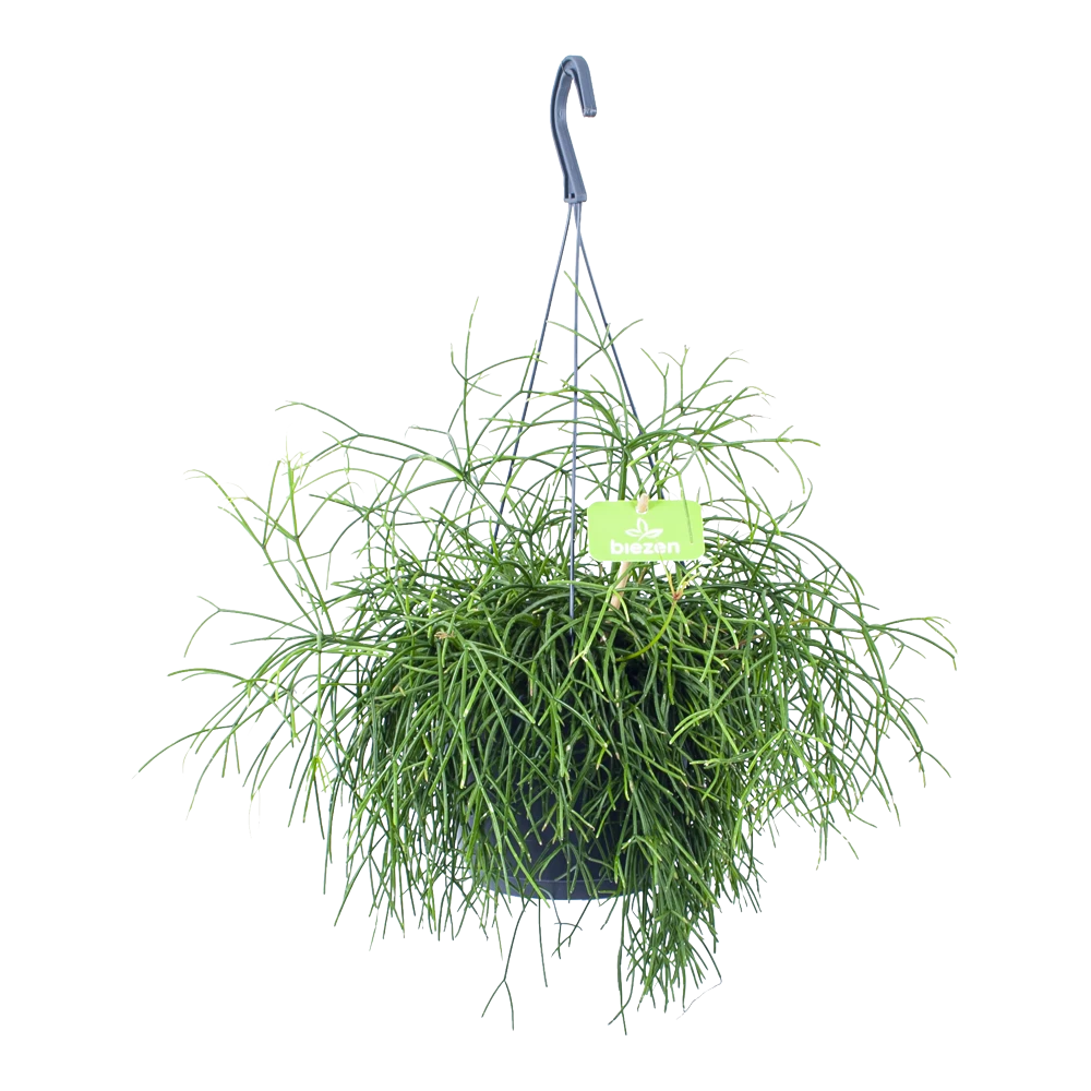 Rhipsalis Cassutha - Koraalcactus - In Hangpot - P17 H40 - Kamerplant 1 Rhipsalis Cassutha - Koraalcactus - In Hangpot - P17 H40 - Kamerplant