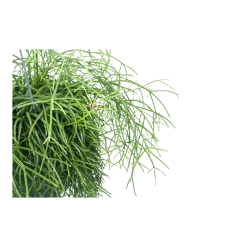 Warentuin -Warentuin rhipsalis cassutha koraalcactus in hangpot p17 h40 5