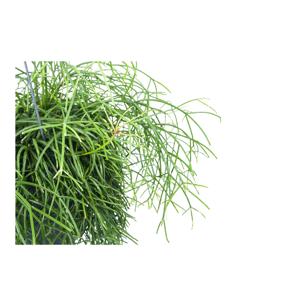 Rhipsalis Cassutha - Koraalcactus - In Hangpot - P17 H40 - Kamerplant 2 Rhipsalis Cassutha - Koraalcactus - In Hangpot - P17 H40 - Kamerplant - Afbeelding 2
