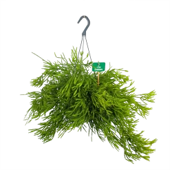 Rhipsalis Ewaldiana - In Hangpot - P17 H40 - Kamerplant